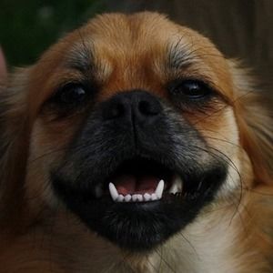 Meet your Posher, Alan